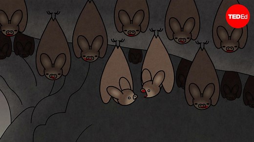 How vampire bats drink your blood without you noticing