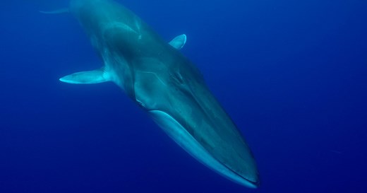 Fin whales