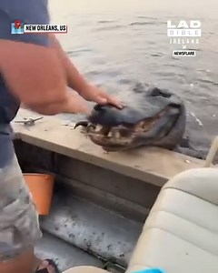 Alligator climbs into boat 😟 | LADbible Ireland