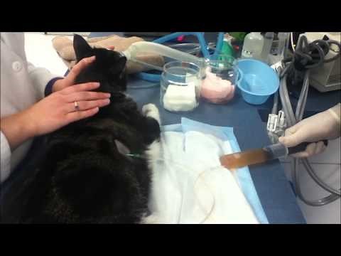 Thoracocentesis in a cat