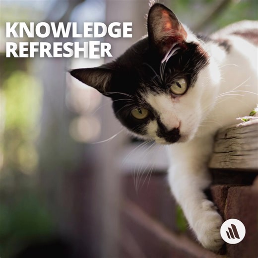 Bromethalin, a non-anticoagulant mouse and rat poison, is a very common rodenticide exposure in companion animals that requires rapid intervention. Refresh your knowledge: https://msdmnls.co/3lj2w7Z #PoisonPreventionWeek | MSD Veterinary Manual