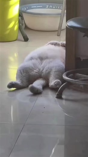 #cat #catsoftiktok #cutecat #kitten #pet | Cat Of TikTok