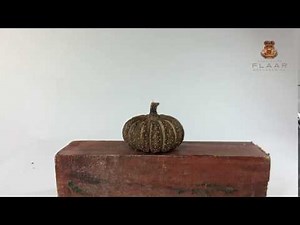 Hura polyandra explosive seed pod