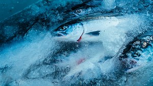 A look at sockeye salmon, Native American nets, and a modern fishery