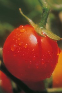Information on the Super Sioux Tomato