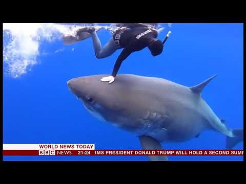 'Deep Blue' the largest Great White Shark recorded (video) (Hawaii) - BBC News - 18th January 2019