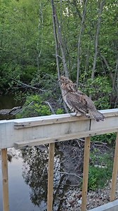 So intense moment #naturelovers #oiseauxduquebec #perdrix #birdsofinstagram #birdsphotography #birds #birds_adored #birds #birdsofnorthamerica RFN Apollo Motors Canada Eric Labelle Eric Labelle Alex Lavoie | Eric Labelle