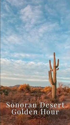 Golden Hour Walk in Arizona 🌵 | Sonoran Desert POV