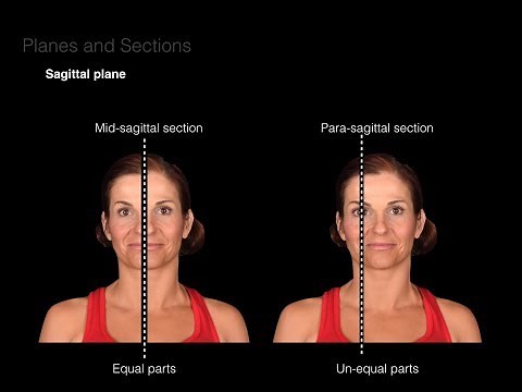 Introduction to Anatomy