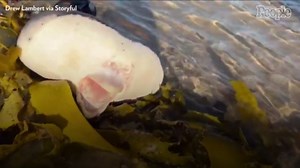 'Alien-Like' Creature Washed Ashore on Australian Beach
