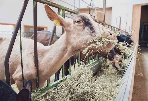 Feeding Alfalfa to Goats: The Pros and Cons - The Happy Chicken Coop