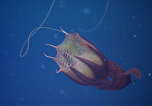 Vampire squid | Animals | Monterey Bay Aquarium