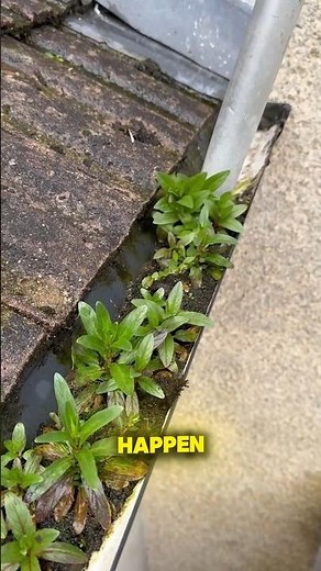 Gutter Cleaning: The Most Important Home Maintenance You’re Not Doing