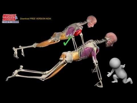 How to do a Proper Push Up: Watch the muscles in 3D & learn to avoid a common mistake.