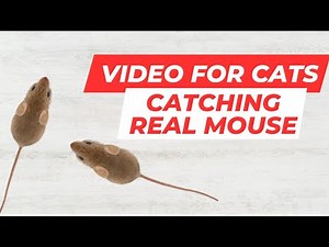 Cat Games. Catching Real Mouse on Screen. HD. Entertainment Video for Cats to Watch.