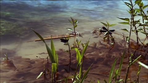 World’s Biggest Catches: The Largest Marlins, Squids, and Sea Bass Ever Caught