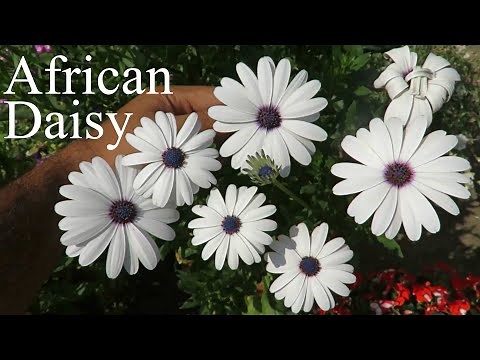 African Daisy/ Osteospermum/ Dimorphotheca Flower. How to Grow Dimorphotheca & Osteospermum Flowers.