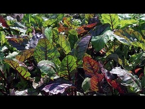 Beet Greens Health Benefits - Nutritionist Karen Roth - San Diego