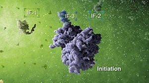 What Is Protein Synthesis - Protein Synthesis