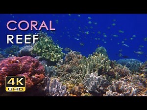 4K Coral Reef - Tropical Fish - Underwater Ocean Sounds - Relaxing Nature Video - Ultra HD - 2160p