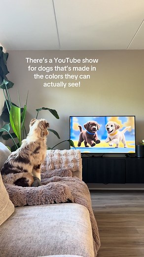 Bowie Discovers Dog TV: A Fun Adventure!