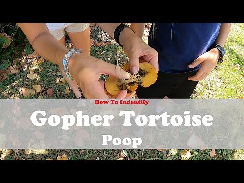 What does Gopher Tortoise Poop look like?