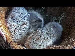 Live Owl CAM~Little owlets in the day light ~11:37 am 2023/03/02