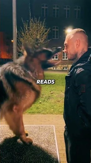 Which Working Dog Is Better?