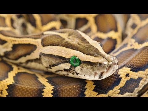 3 Hours of Deadly Snakes To Rattle You | Python Hunters | Real Wild