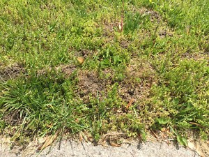 Secondary poisoning from bromethalin toxicants for moles – should you be concerned?