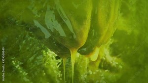 Slimy Alien Pod With Green Gas