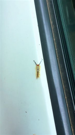 #bug #alien #creepy #caterpillar