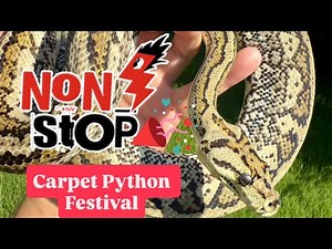 All of Our Carpet Pythons in 1 Video‼️‼️‼️