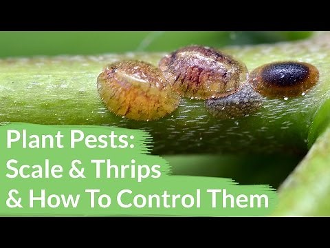 Plant Pests: Scale & Thrips & How To Control Them / Joy Us Garden