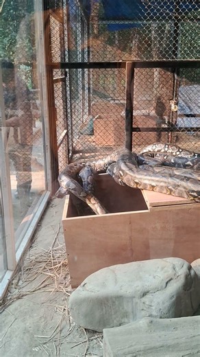 the real python #youtubeshorts #funny #anime #youtube #vlog #animals # sou #vlogger #familymember