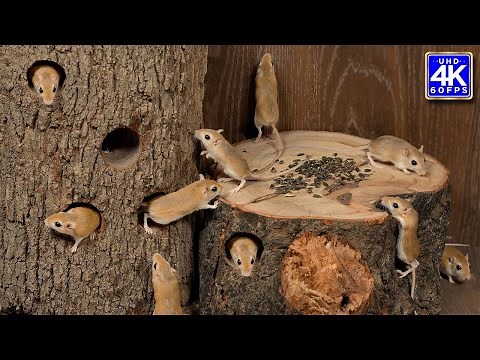 Cat TV Mouse | 8 Hour of Catching Mice! Entertainment Best Video for Cats to Watch | 4k UHD 60 FPS