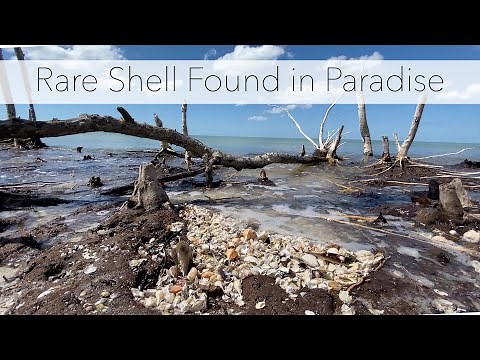 I Found a Super Rare Shell! And the Most Beautiful Sea Shells I've Found on the Same Day.