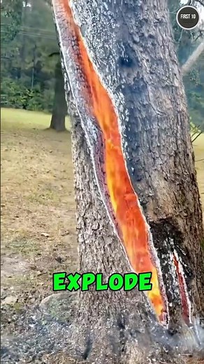 This “Dynamite Tree” Can Make You Blind