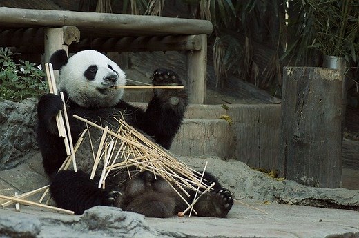 Giant Panda Facts For Kids - Learn All About Pandas