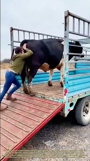 Unplanned Takeoff: The Bovine Boarding Mishap