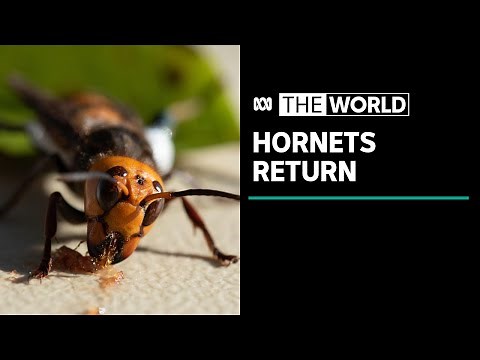 "Murder hornets" return to the US | The World