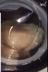 Curious cat decides to explore the washing machine 😸. | Simple ideas