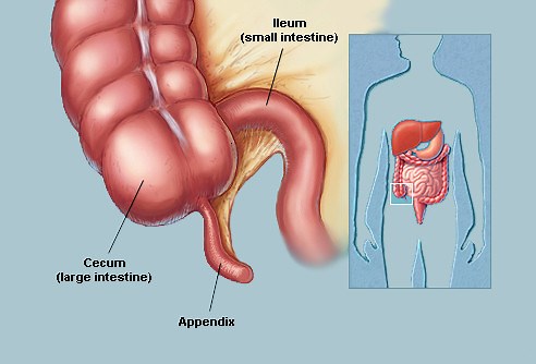 5 Main Components in Large Intestine and Their Functions