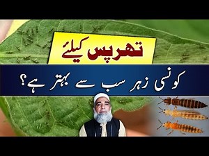 Best insecticide for control of Thrips in different crops || Crop Reformer