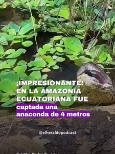 La impactante y adorable anaconda de 4 metros se dejó admirar en la provincia de Napo, un espectáculo que dejó boquiabiertos a los turistas. Esta especie de anaconda verde (Eunectes murinus) pertenece a las más grandes del mundo y, a pesar de no ser venenosa, caza a sus presas por constricción, por lo que no es buena idea intentar acercarse a una. ¡De lejitos se aprecia más bonita! 🐍 #anaconda #amazoniaecuatoriana #biodiversidad
