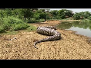 Anaconda vs. Python: Ultimate Snake Showdown