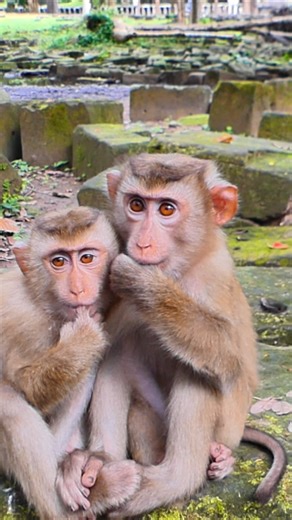 Hungry Little Monkey Scans the Ground for Fallen Food | Alien TV