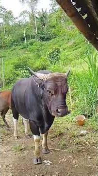 mating cows