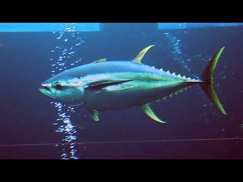 Facts: The Yellowfin Tuna