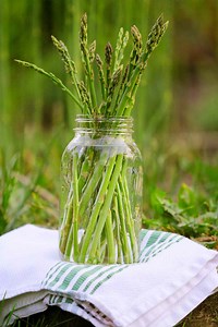 How to Grow Asparagus and Enjoy This Vegetable for Years to Come